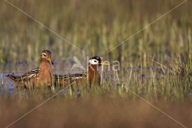 Rosse Franjepoot (Phalaropus fulicarius)