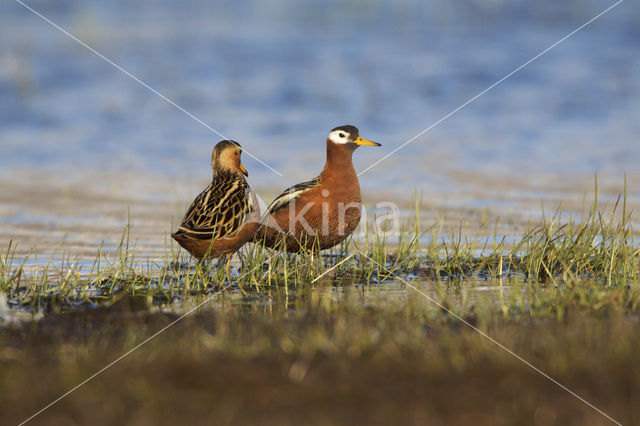 Red Phalarope (Phalaropus fulicarius)