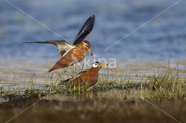 Red Phalarope (Phalaropus fulicarius)