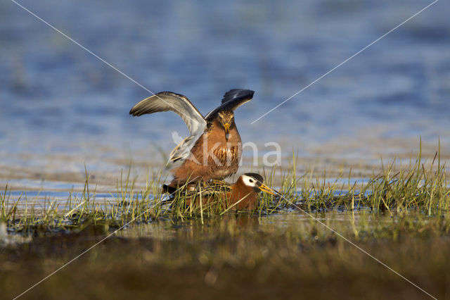 Rosse Franjepoot (Phalaropus fulicarius)