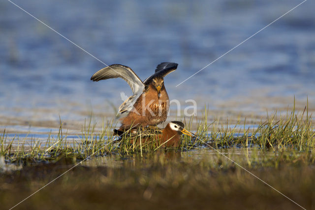 Red Phalarope (Phalaropus fulicarius)