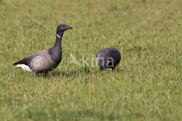 Rotgans (Branta bernicla)