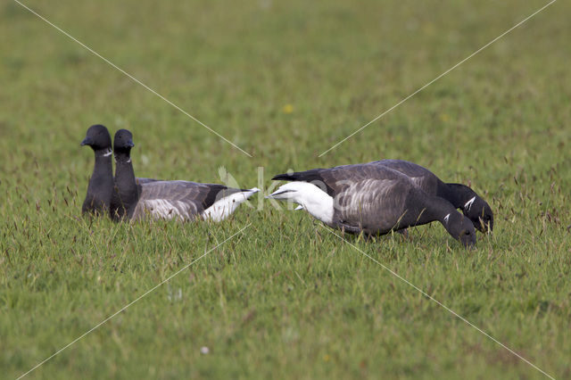 Rotgans (Branta bernicla)