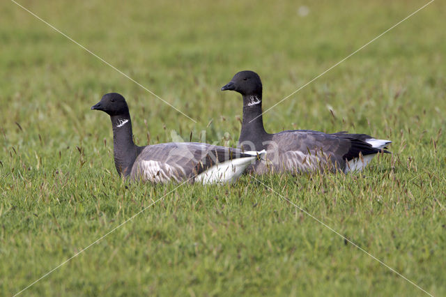 Rotgans (Branta bernicla)