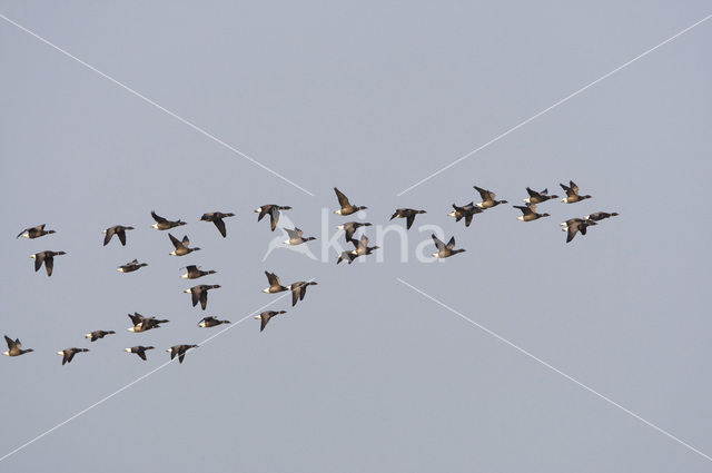 Rotgans (Branta bernicla)