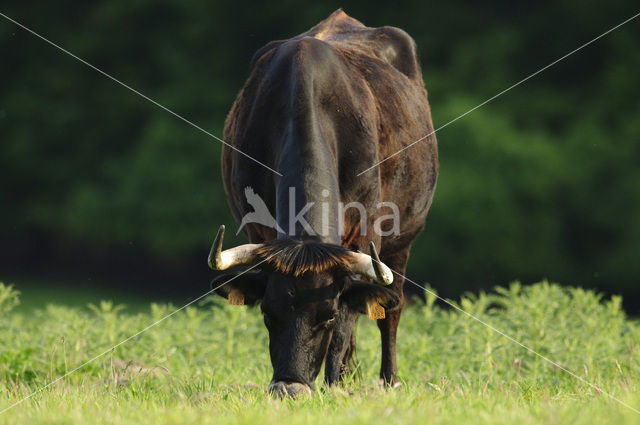 Sayaguesa rund (Bos domesticus)