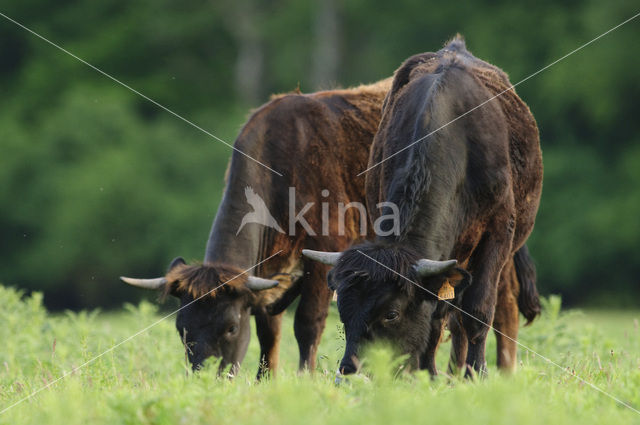 Sayaguesa rund (Bos domesticus)