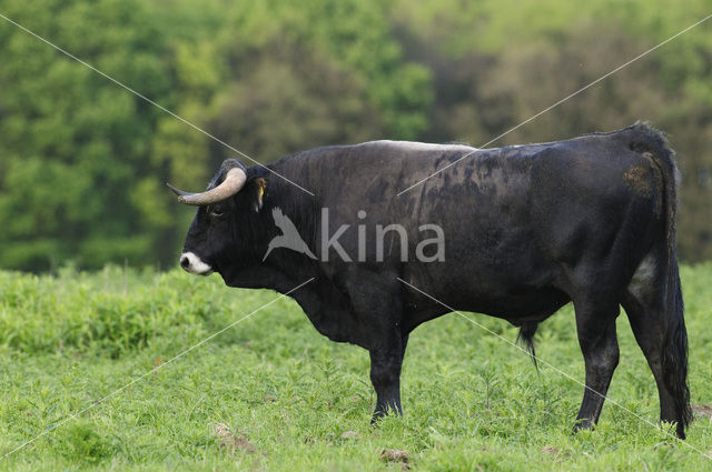 Sayaguesa Cow (Bos domesticus)