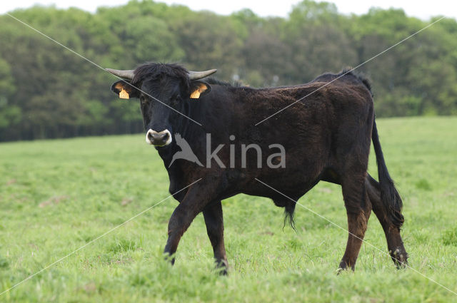 Sayaguesa Cow (Bos domesticus)