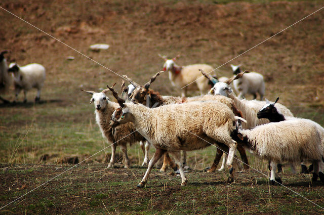 Schaap (Ovis domesticus)