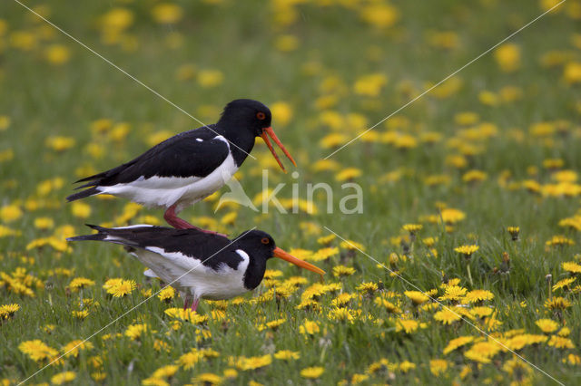 Oystercatcher (Haematopus ostralegus)