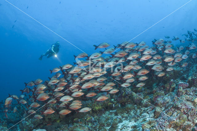 Humpback red snapper (Lutjanus gibbus)