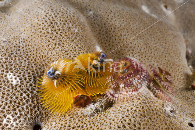 Spiraalkokerworm (Spirobranchus giganteus)