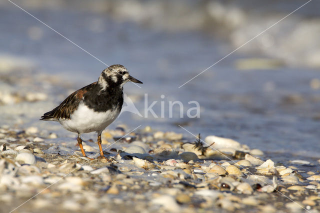 Steenloper (Arenaria interpres)