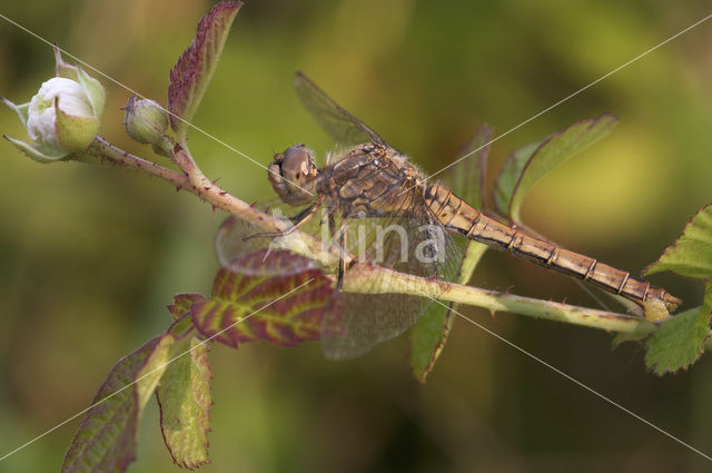 Vagrant Darter (Sympetrum vulgatum)