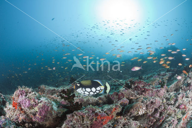 Clown triggerfish (Balistoides conspicillum)