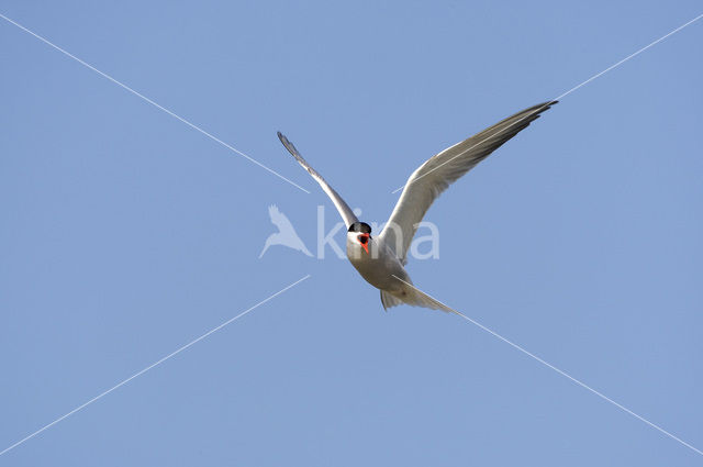 Common Tern (Sterna hirundo)