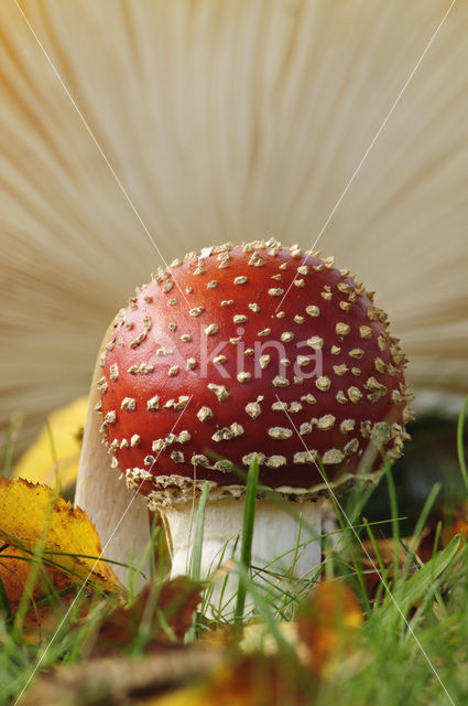 Fly agaric (Amanita muscaria)