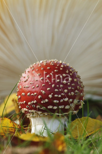 Vliegenzwam (Amanita muscaria)