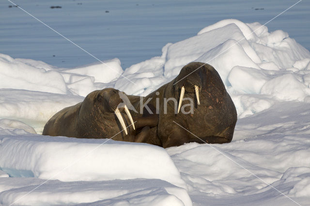 Walrus (Odobenus rosmarus)