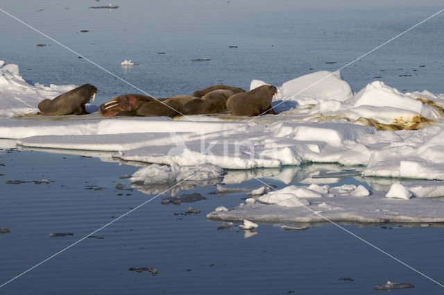 Walrus (Odobenus rosmarus)