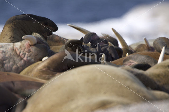 Walrus (Odobenus rosmarus)