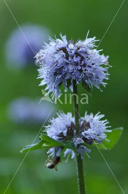 Watermunt (Mentha aquatica)