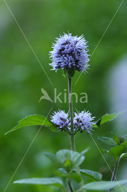 Watermunt (Mentha aquatica)