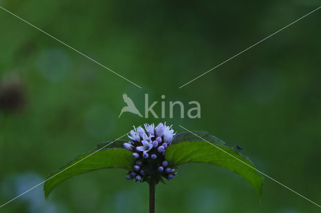 Watermunt (Mentha aquatica)