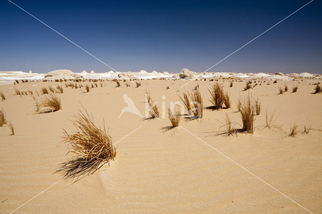 White Desert National Park