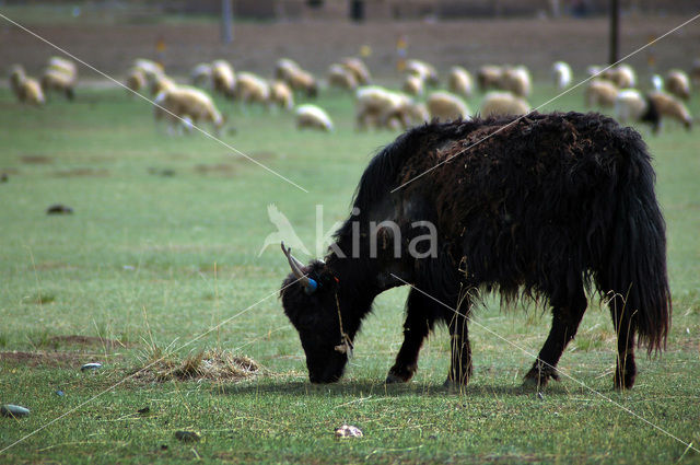 Wild yak (Bos mutus)