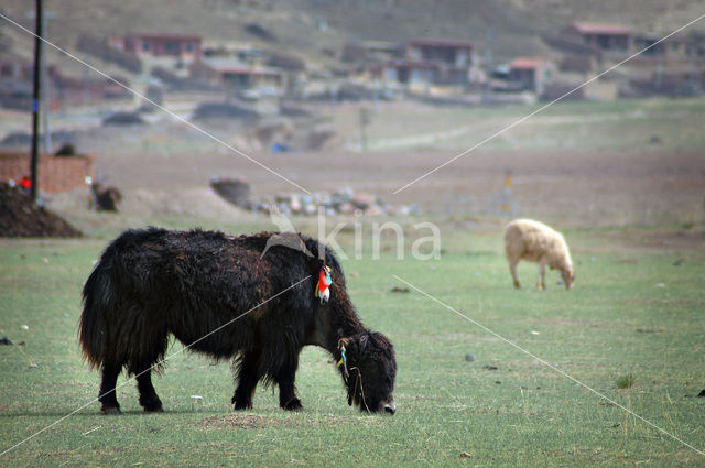 Wild yak (Bos mutus)