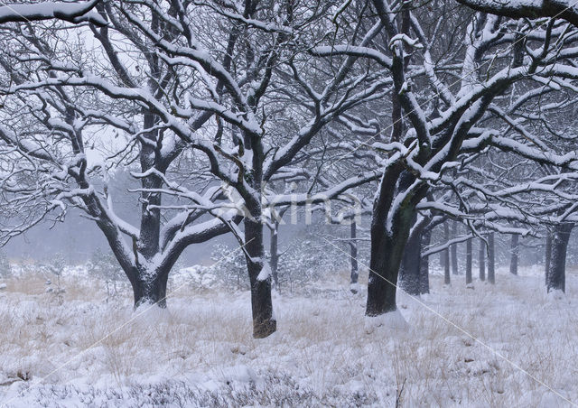 Common Oak