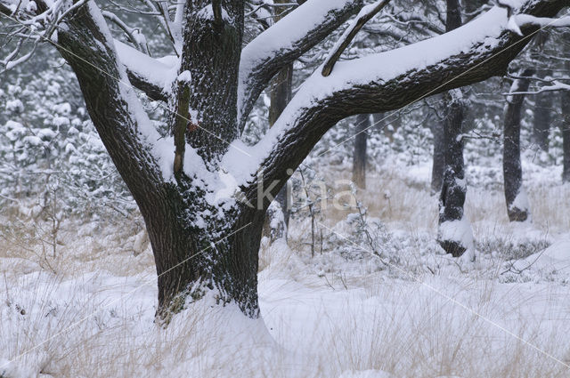 Common Oak