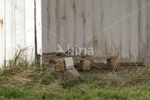 Black Redstart (Phoenicurus ochruros)