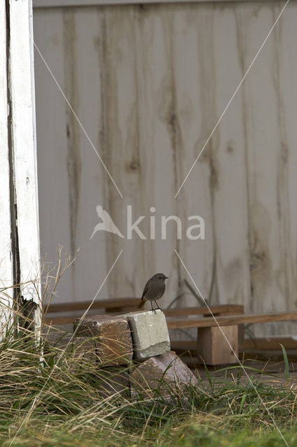 Black Redstart (Phoenicurus ochruros)