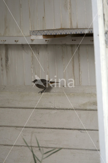 Black Redstart (Phoenicurus ochruros)