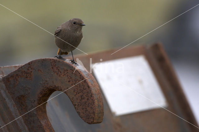 Black Redstart (Phoenicurus ochruros)