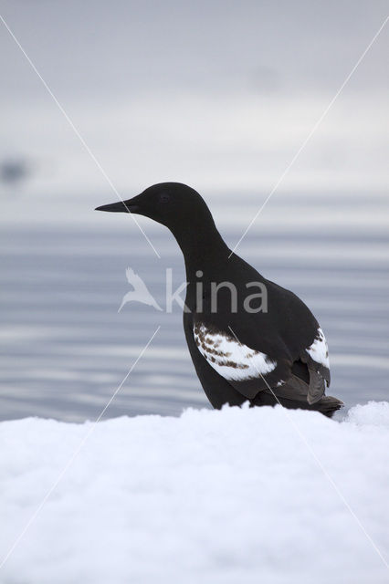 Zwarte Zeekoet (Cepphus grylle)