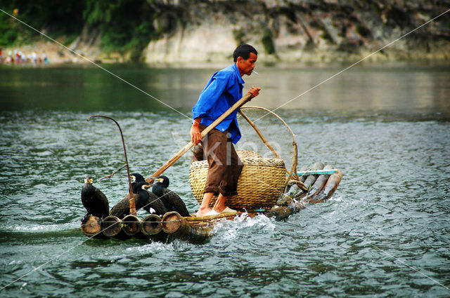 Great Cormorant (Phalacrocorax carbo)