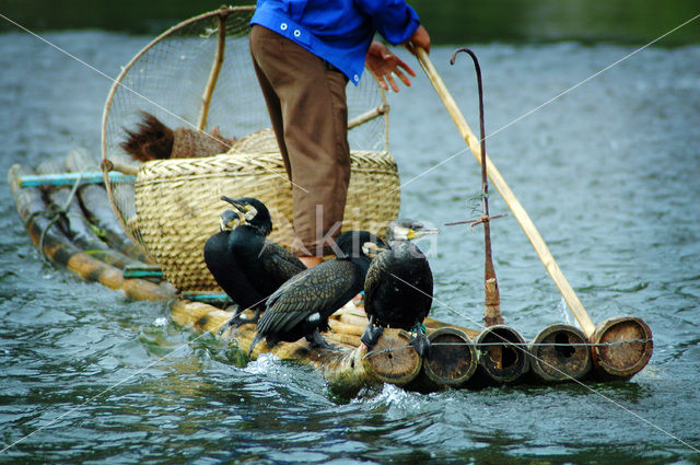 Aalscholver (Phalacrocorax carbo)