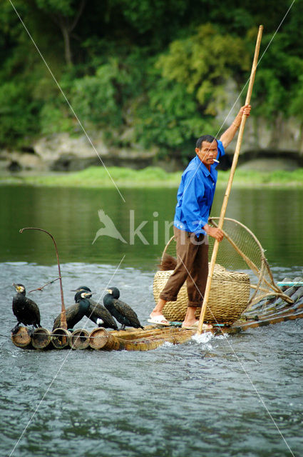 Great Cormorant (Phalacrocorax carbo)