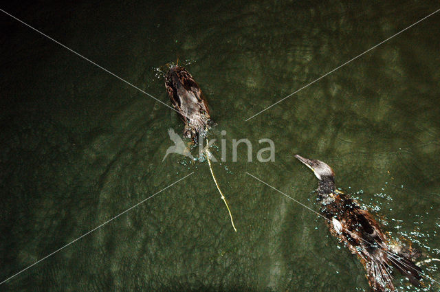 Aalscholver (Phalacrocorax carbo)