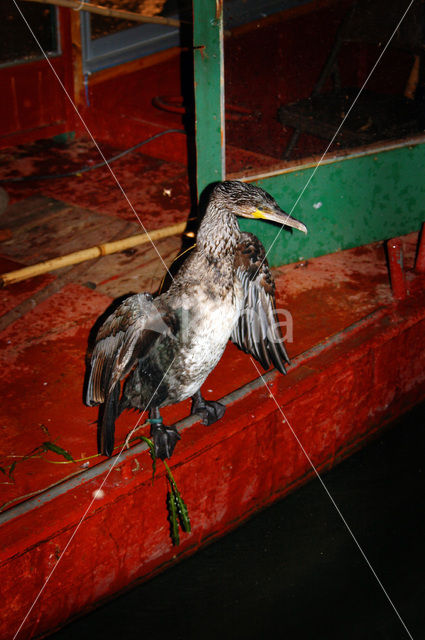 Aalscholver (Phalacrocorax carbo)