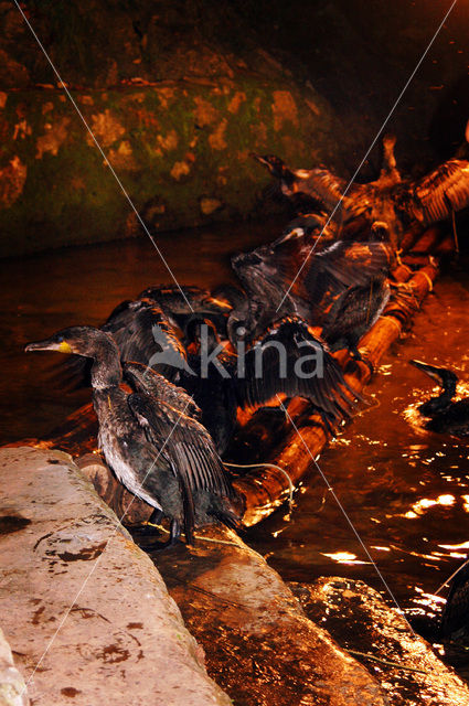 Aalscholver (Phalacrocorax carbo)