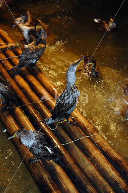 Aalscholver (Phalacrocorax carbo)