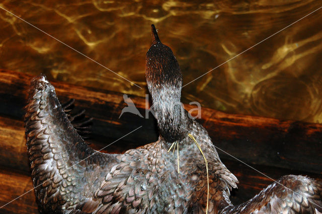 Aalscholver (Phalacrocorax carbo)