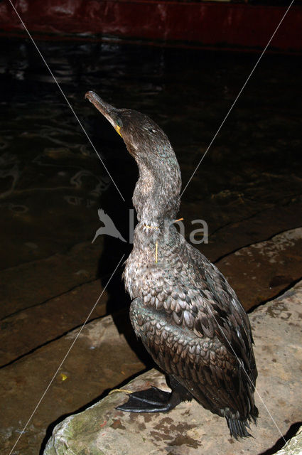 Aalscholver (Phalacrocorax carbo)