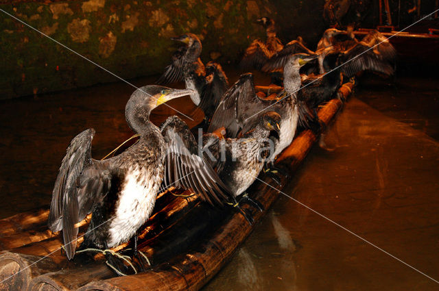 Aalscholver (Phalacrocorax carbo)