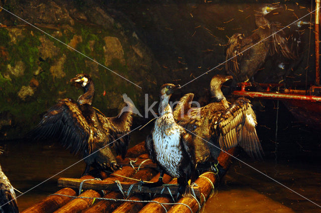 Great Cormorant (Phalacrocorax carbo)